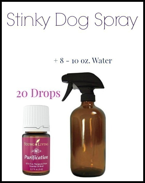 Recipe for Stinky Dog Spray using Essential Oils