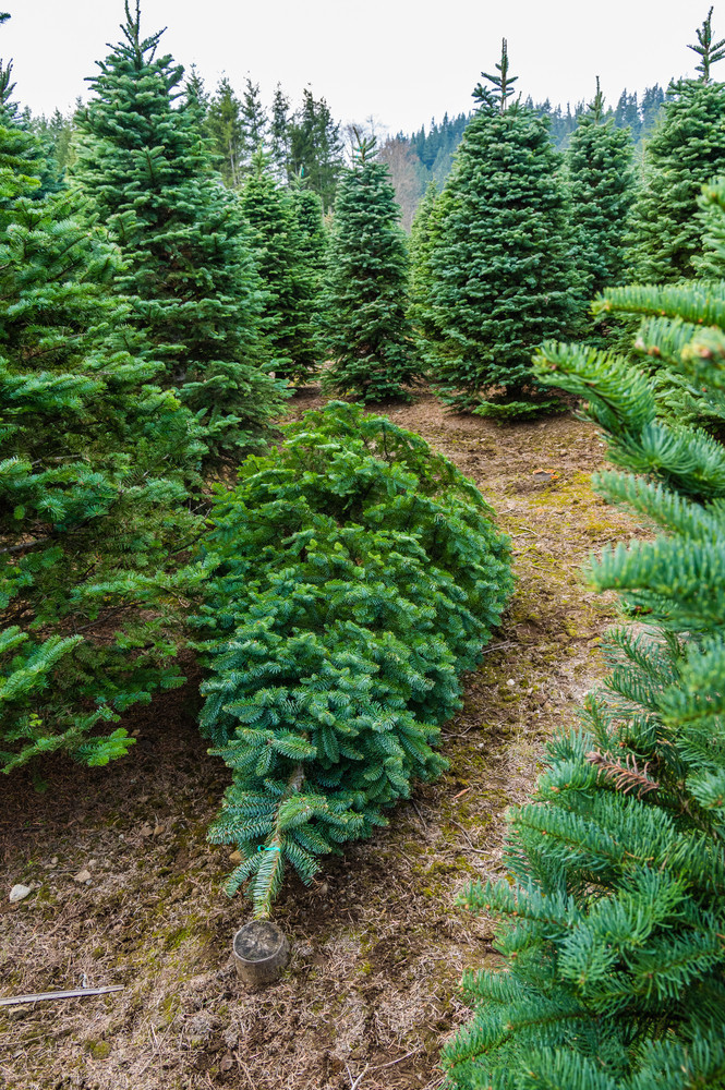 free christmas tree permits for 4th grade students free christmas tree permits for 4th grade students
