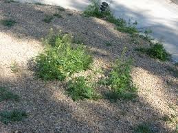 Weeds in the Yard? Some Homemade Solutions!
