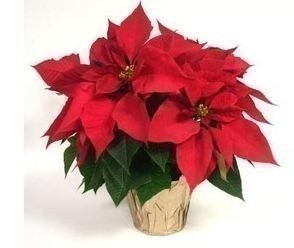 Lowes: Quart Poinsettias just $.99 + FREE Pick Up in Store
