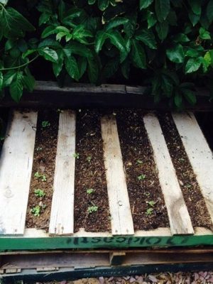 Save Money by Reusing Wood Pallets for Raised Garden Beds