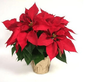 Lowe’s:   1-Quart Poinsettia Plant just $.99 + FREE Pick Up