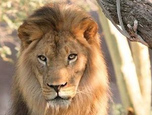 LivingSocial: $10 off $30 Purchase {4 pk Adult Tickets to the Phoenix Zoo $34}