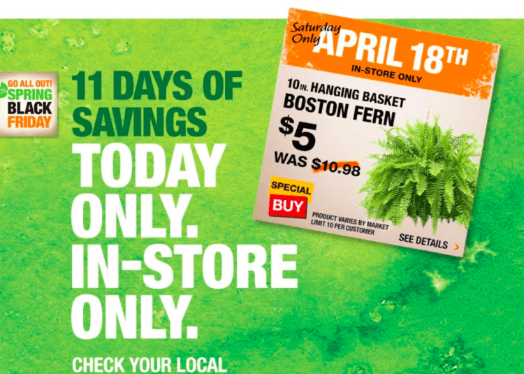 Home Depot: 10 inch Hanging Basket Boston Fern just $5 ~ Today ONLY