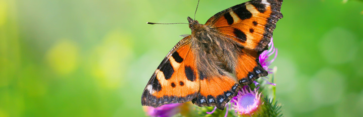 Butterfly Wonderland Homeschool Days 2015 – 2016 ~ Advance Reservations Required