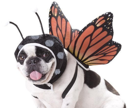Amazon: Animal Planet Butterfly Dog Costume just $10