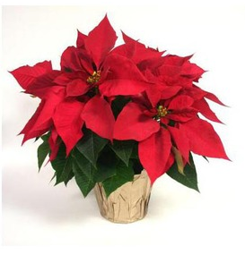 Lowe’s: 1 qt Poinsettia Plants just $.99 + Free Pick Up