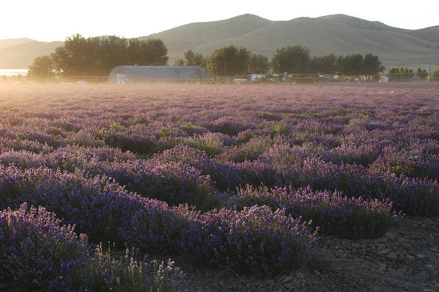 Lavender Farm in Mona, UT