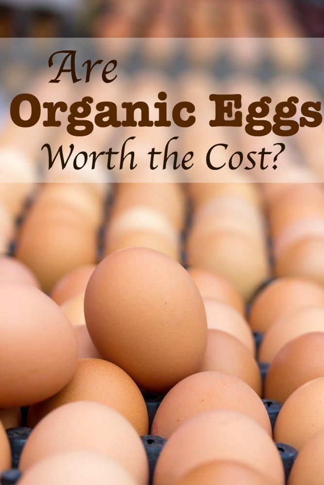 Are Organic Eggs Worth the Cost?