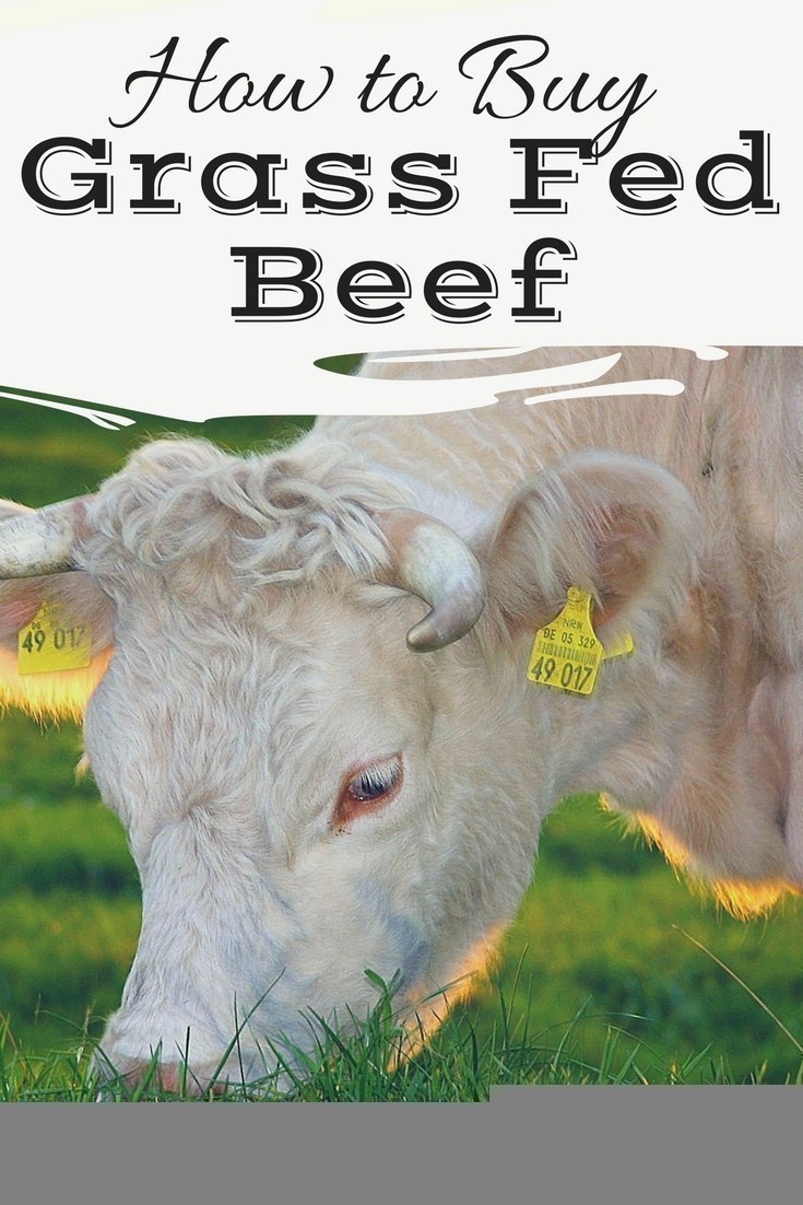 How to Buy Grass Fed Beef from a Local Farmer