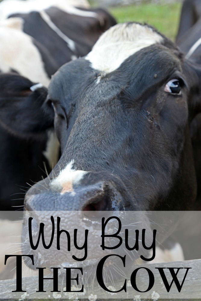 WHY Buy the Cow??