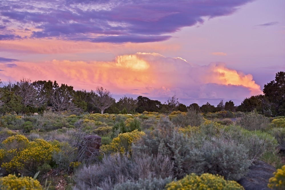 Arizona wildflowers bloom from March to May - here's a list of the BEST places to see the desert wildflowers in Arizona! #arizona #wildflowers #desert #desertbloom