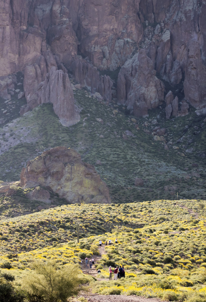 Arizona wildflowers bloom from March to May - here's a list of the BEST places to see the desert wildflowers in Arizona! #arizona #wildflowers #desert #desertbloom