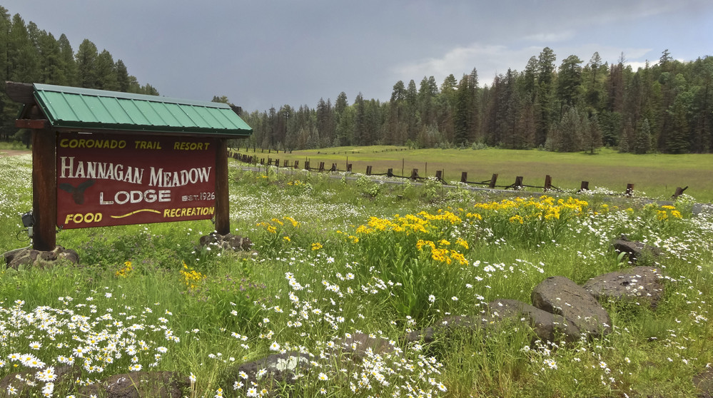 Arizona wildflowers bloom from March to May - here's a list of the BEST places to see the desert wildflowers in Arizona! #arizona #wildflowers #desert #desertbloom