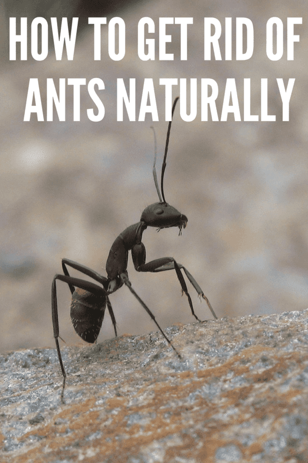 Ants can be a nuisance! Here are several ways to get rid of ants naturally!