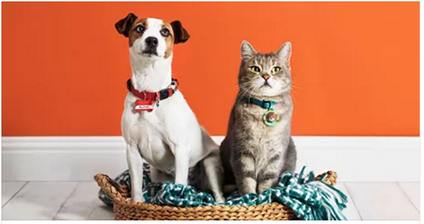 FREE Pet or Luggage Tag from Shutterfly