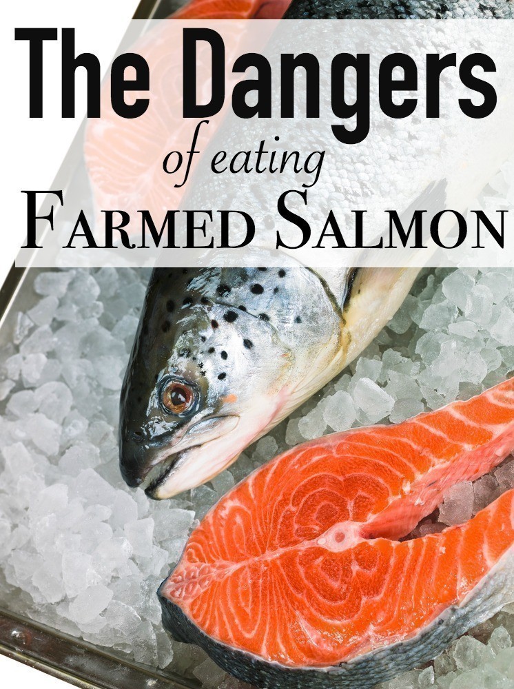 The Dangers of Eating Farmed Salmon