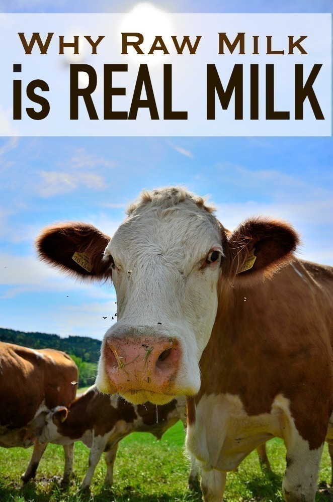 Why Raw Milk is Real Milk