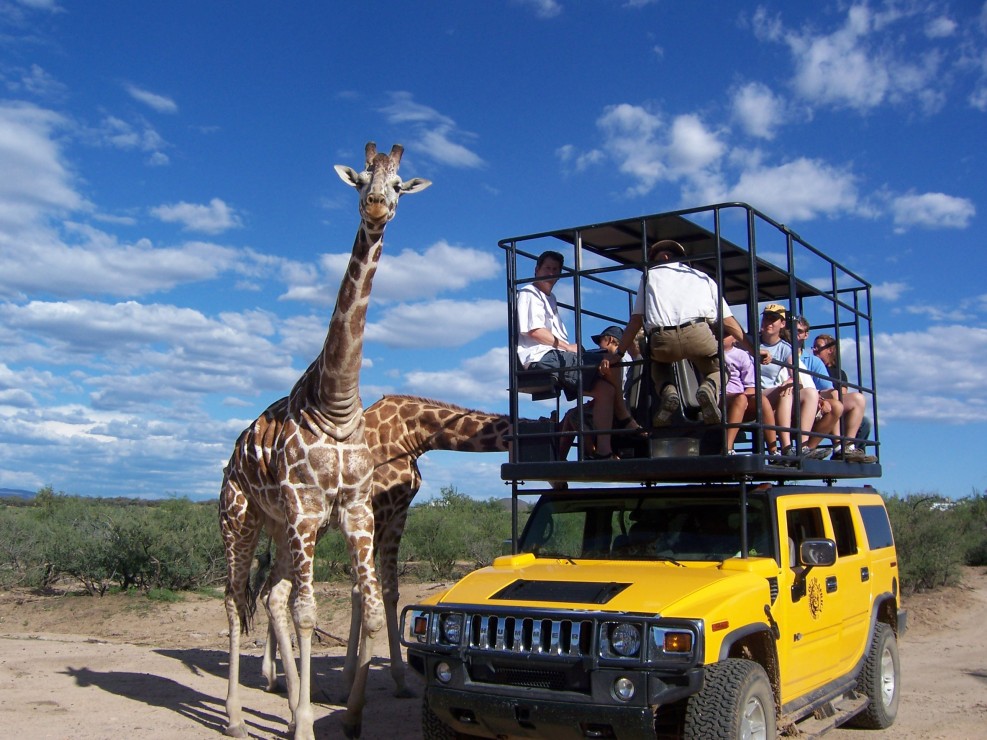 Here are some of the best places in Arizona to take the kids to see animals of all kinds - whether for the day, or as a road trip over the course of a weekend.