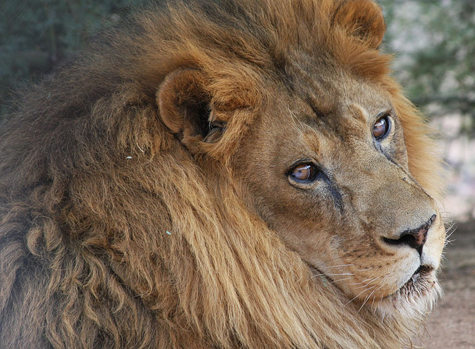 Keepers of the Wild, Valentine, AZ