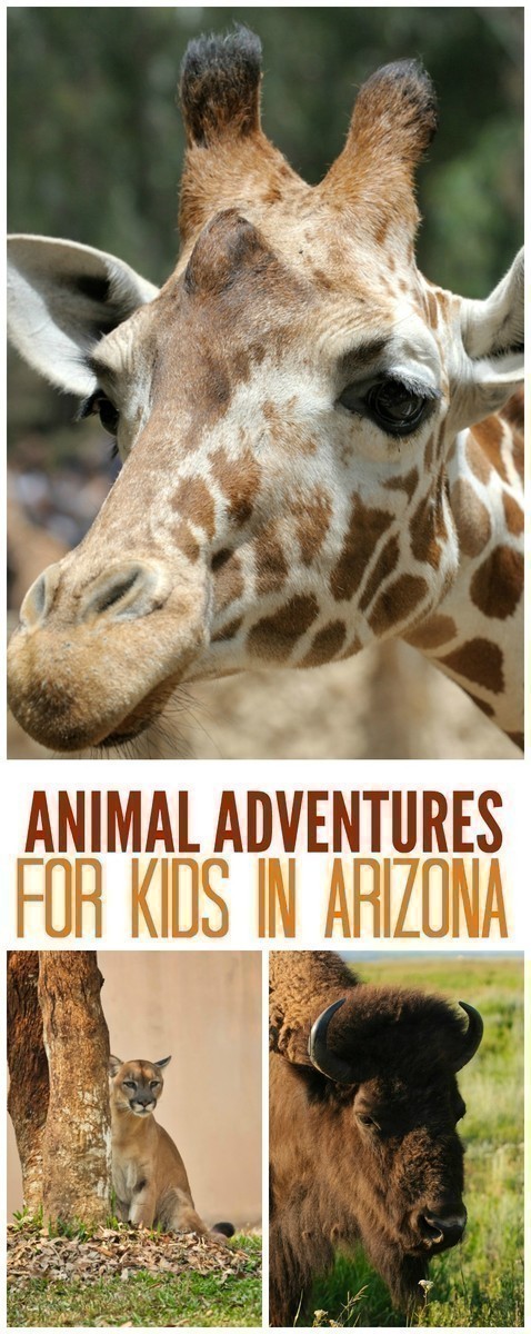 Here are some of the best places in Arizona to take the kids to see animals of all kinds - whether for the day, or as a road trip over the course of a weekend. 