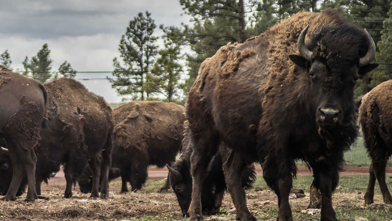 Bison at Bearizona \\ These 7 Arizona Weekend Road Trips are a great way to get away a day or two and see everything that Arizona has to offer!