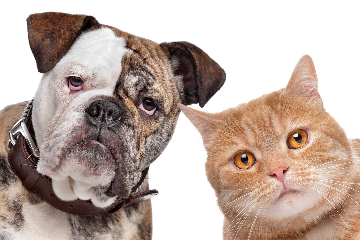 Mesa: FREE Spay & Neuter and Rabies Vaccine Event (8/11)