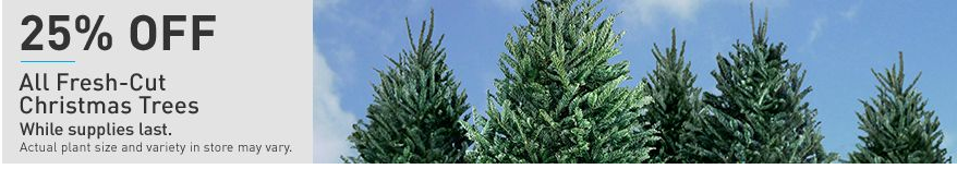 Lowe’s: 25% OFF ALL Fresh Cut Christmas Trees
