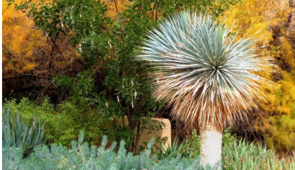 Save Over 50% on Admission to Boyce Thompson Arboretum