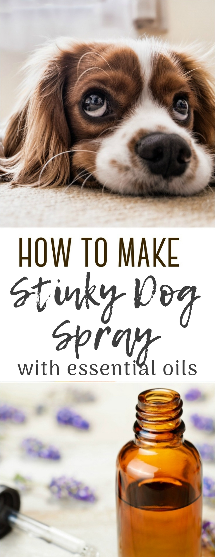 Our four legged friends are amazing - but every so often, they can struggle with pet odor. Whip up this simple stinky dog spray for your furry friend!