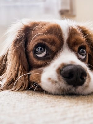 Stinky Dog Spray using Essential Oils