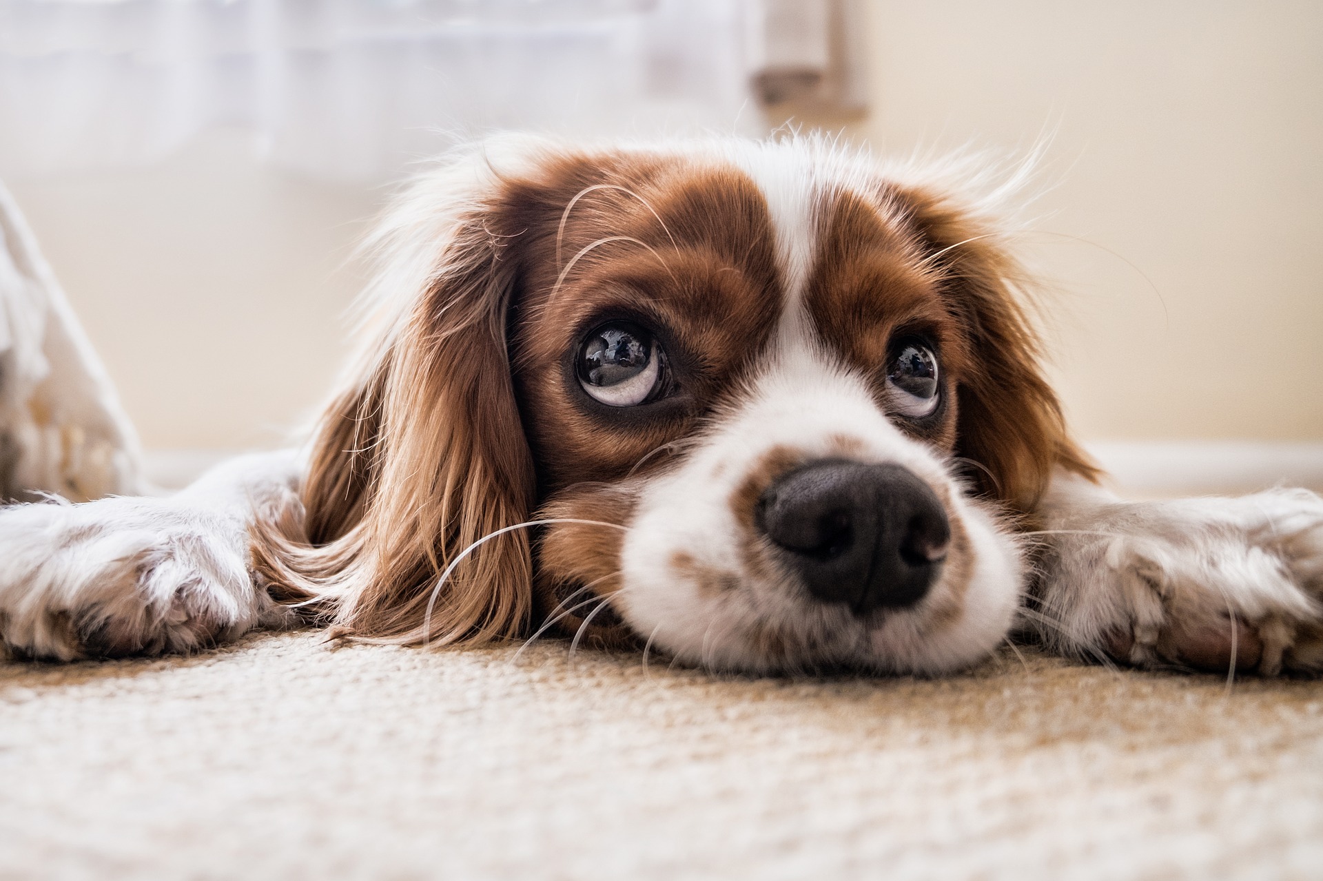 Our four legged friends are amazing - but every so often, they can struggle with pet odor. Whip up this simple stinky dog spray for your furry friend!