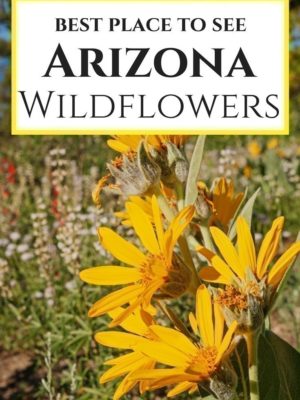 Best Places to See Arizona Wildflowers