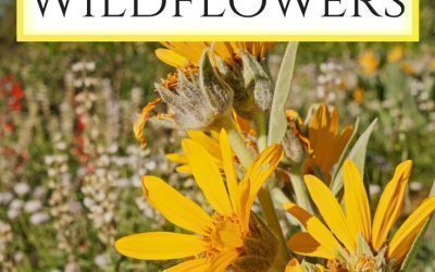 tourist attractions near me app Best Places to See Arizona Wildflowers