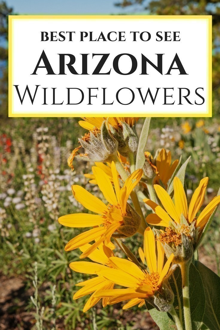 The best places to see Arizona Wildflowers. From northern Arizona to the meadows of the White Mountains, learn where to see the best wildflowers in Arizona!