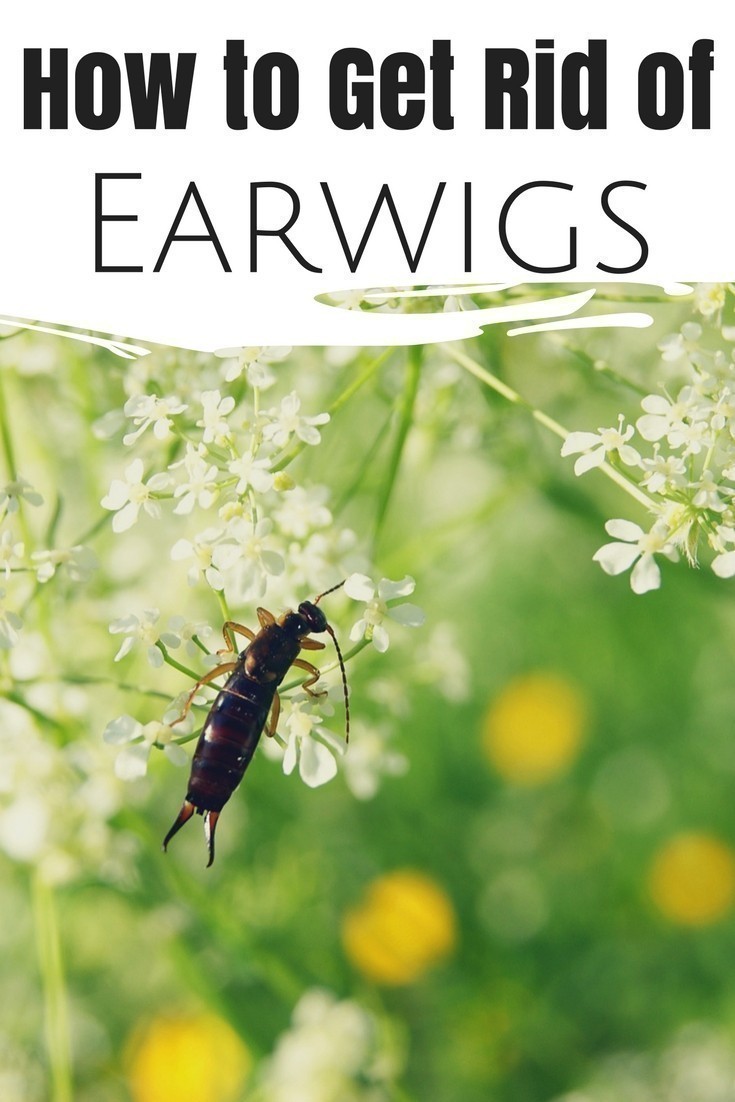 Earwigs are flexible little bugs with forceps (pinchers) on the end that can be a nuisance ~ they can destroy your garden and find ways in your home. Find out how to get rid of them naturally.