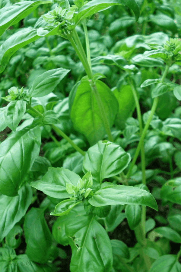 This Creamy Hot Parmesan Basil Dip is such a great way to use up an abundance of Basil!