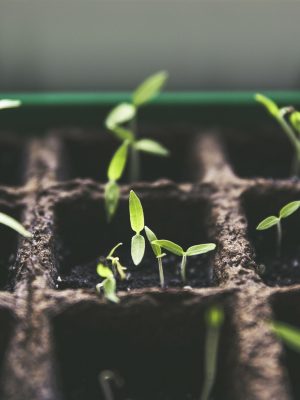 The Best Essential Oils for your Garden