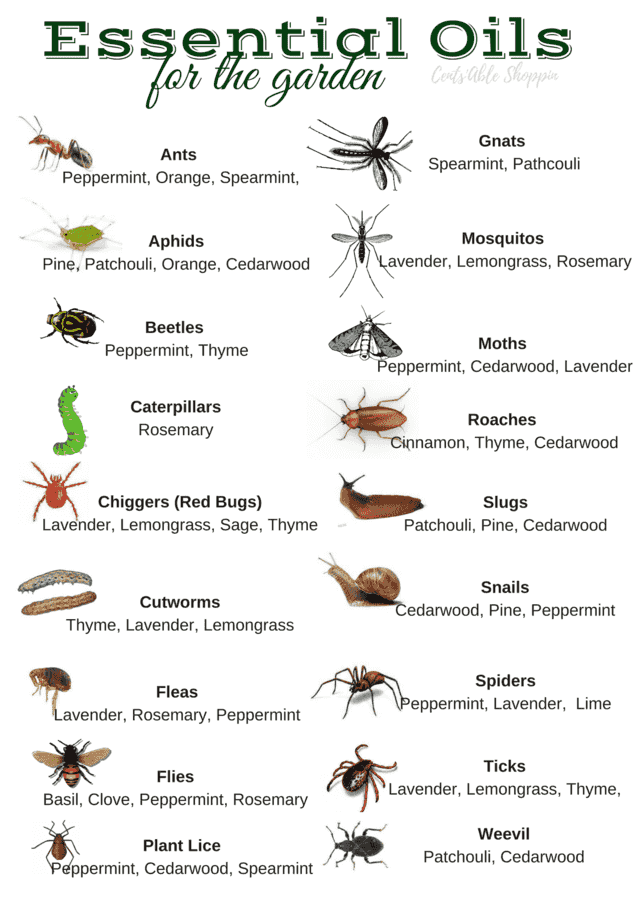 Essential Oils can be tremendously helpful in your homestead - they can help you ward off critters, attract pollinators and provide relief to the gardener.