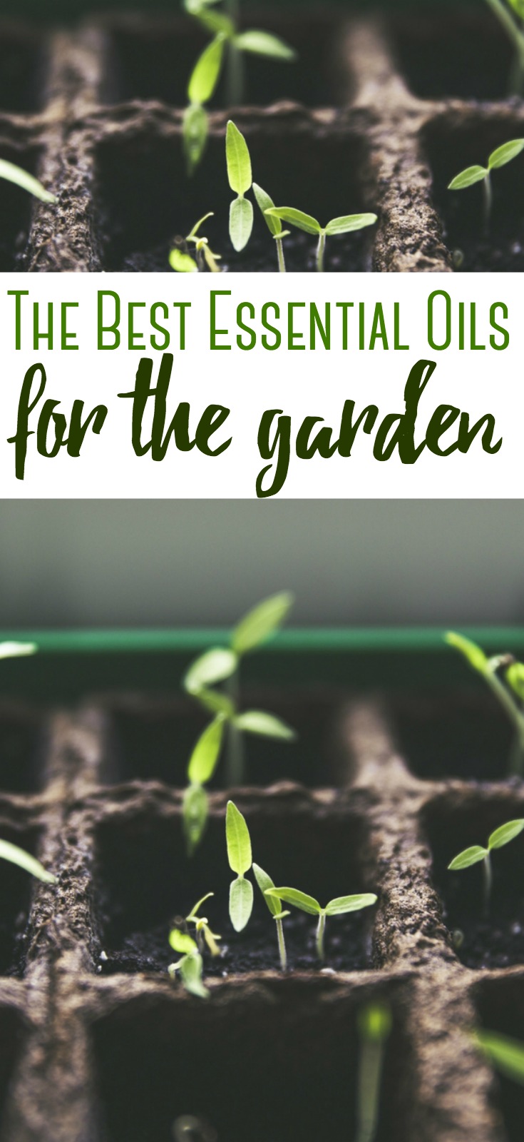 Essential Oils can be tremendously helpful in your homestead - they can help you ward off critters, attract pollinators and provide relief to the gardener. Find out the best essential oils to use in your garden.