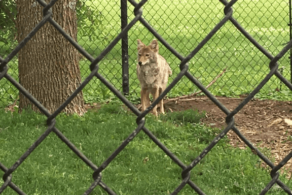 Are you going to Southeast Minnesota? You won't want to miss your chance to visit Zollman Zoo and Oxbow Park!