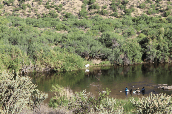 The largest artificial reservoir in Arizona, Roosevelt Lake is a wonderful day trip to take just outside of the Phoenix area. 