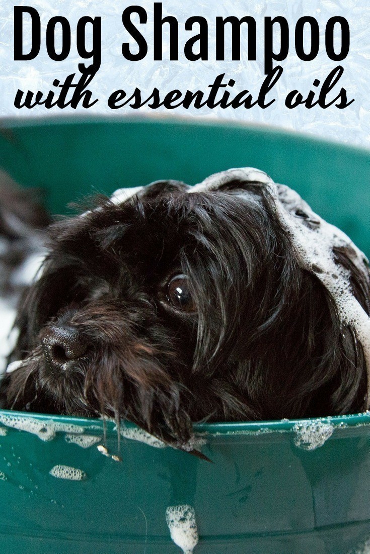 This homemade dog shampoo with essential oils is a wonderful alternative to commercial dog shampoos that can contain a myriad of chemicals. It's SO easy to make and is incredibly effective! 