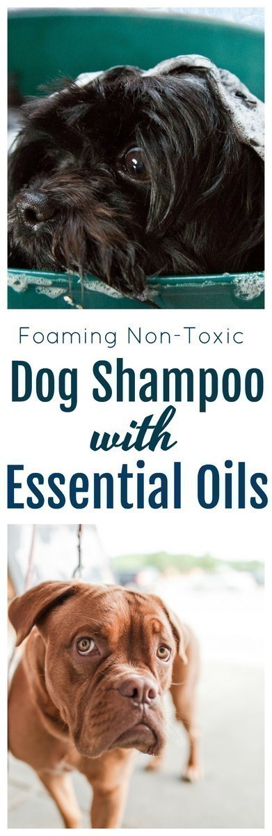 This homemade dog shampoo with essential oils is a wonderful alternative to commercial dog shampoos that can contain a myriad of chemicals. It's SO easy to make and is incredibly effective! 