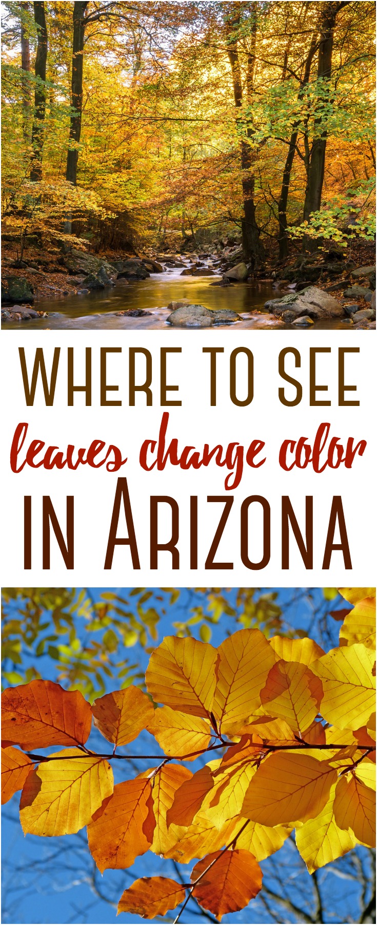 Your guide to see fall leaves change color in Arizona. Here are several easy day trips to that provide many opportunities to see the leaves change colors.