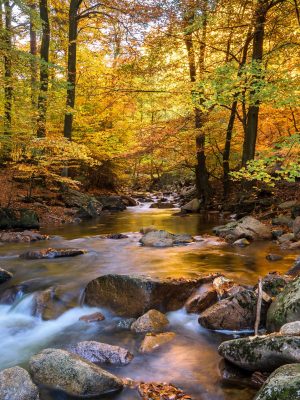 Where to See Fall Leaves Change Color in Arizona