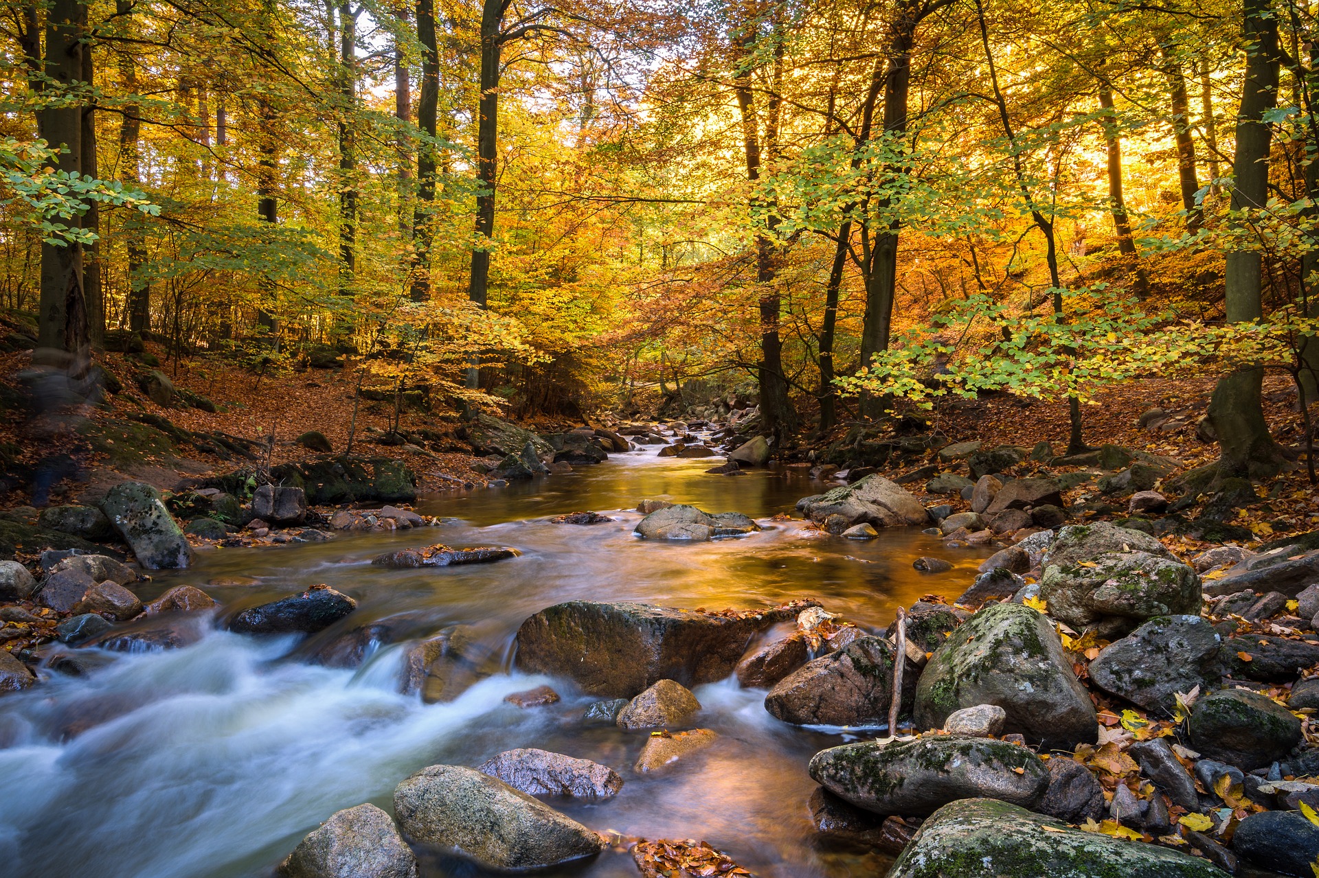 Where to See Fall Leaves Change Color in Arizona