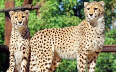 tourist attractions near me app Groupon Deals on Wildlife World Zoo, Lowell Observatory and Biosphere