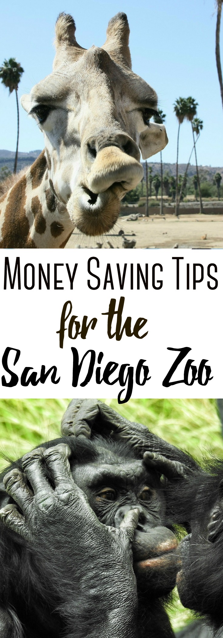 Planning a trip to Southern California? Here are several ways to save money at the San Diego Zoo! #sandiego #zoo #california #roadtrip #family #savingmoney