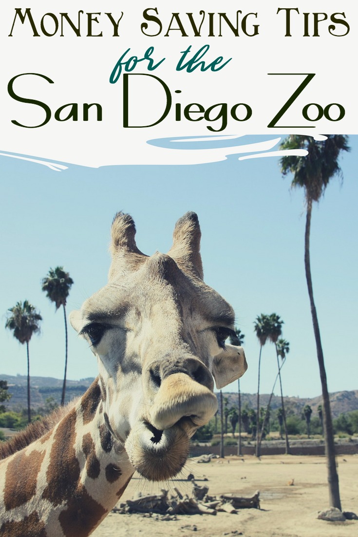 Planning a trip to Southern California? Here are several ways to save money at the San Diego Zoo! #sandiego #zoo #california #roadtrip #family #savingmoney